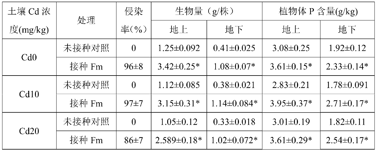 A method of reducing the accumulation of cadmium in honeysuckle and increasing its yield by using Glomus mosei