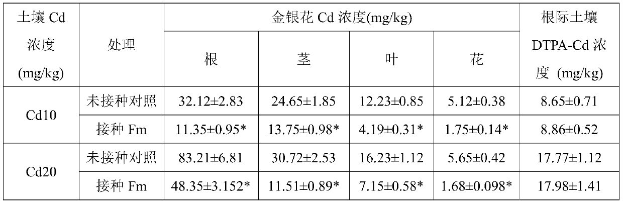 A method of reducing the accumulation of cadmium in honeysuckle and increasing its yield by using Glomus mosei