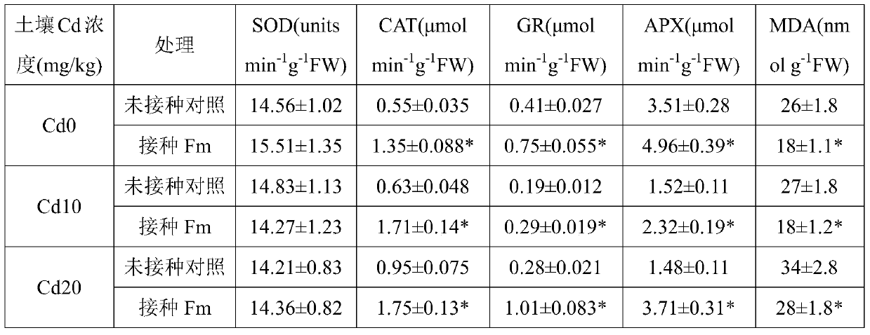 A method of reducing the accumulation of cadmium in honeysuckle and increasing its yield by using Glomus mosei