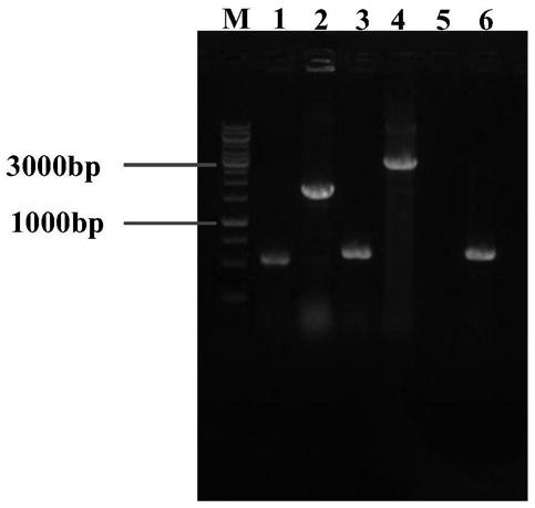 High-yield L-histidine genetically engineered bacterium strain, constructing method and application thereof