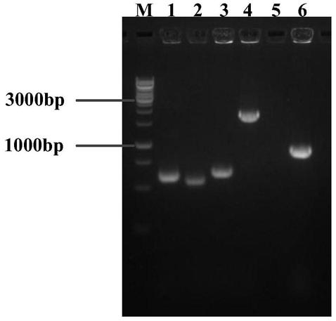 High-yield L-histidine genetically engineered bacterium strain, constructing method and application thereof