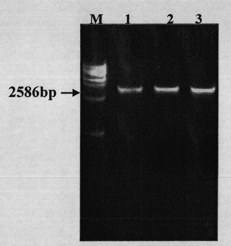 Targeted exogenous gene integration method