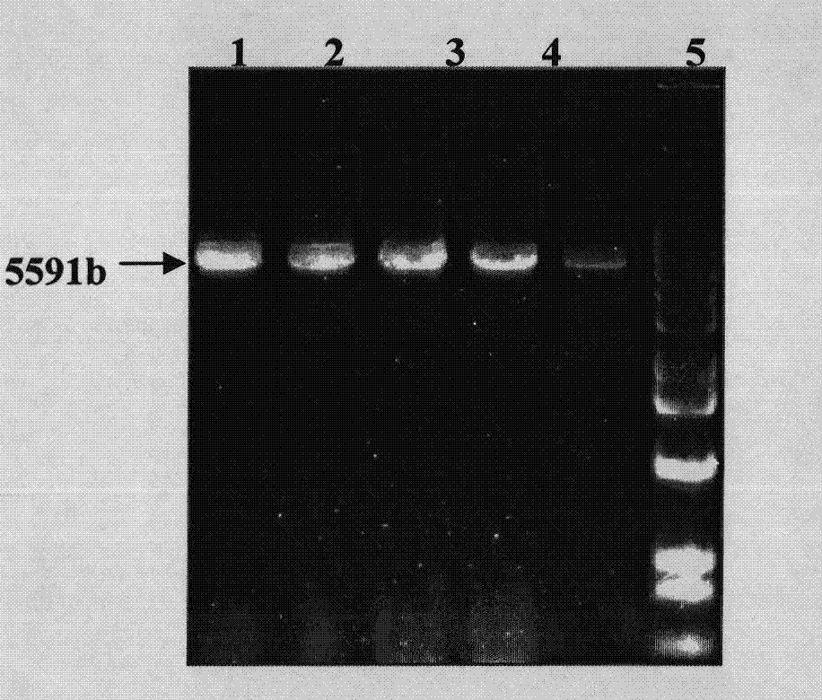 Targeted exogenous gene integration method