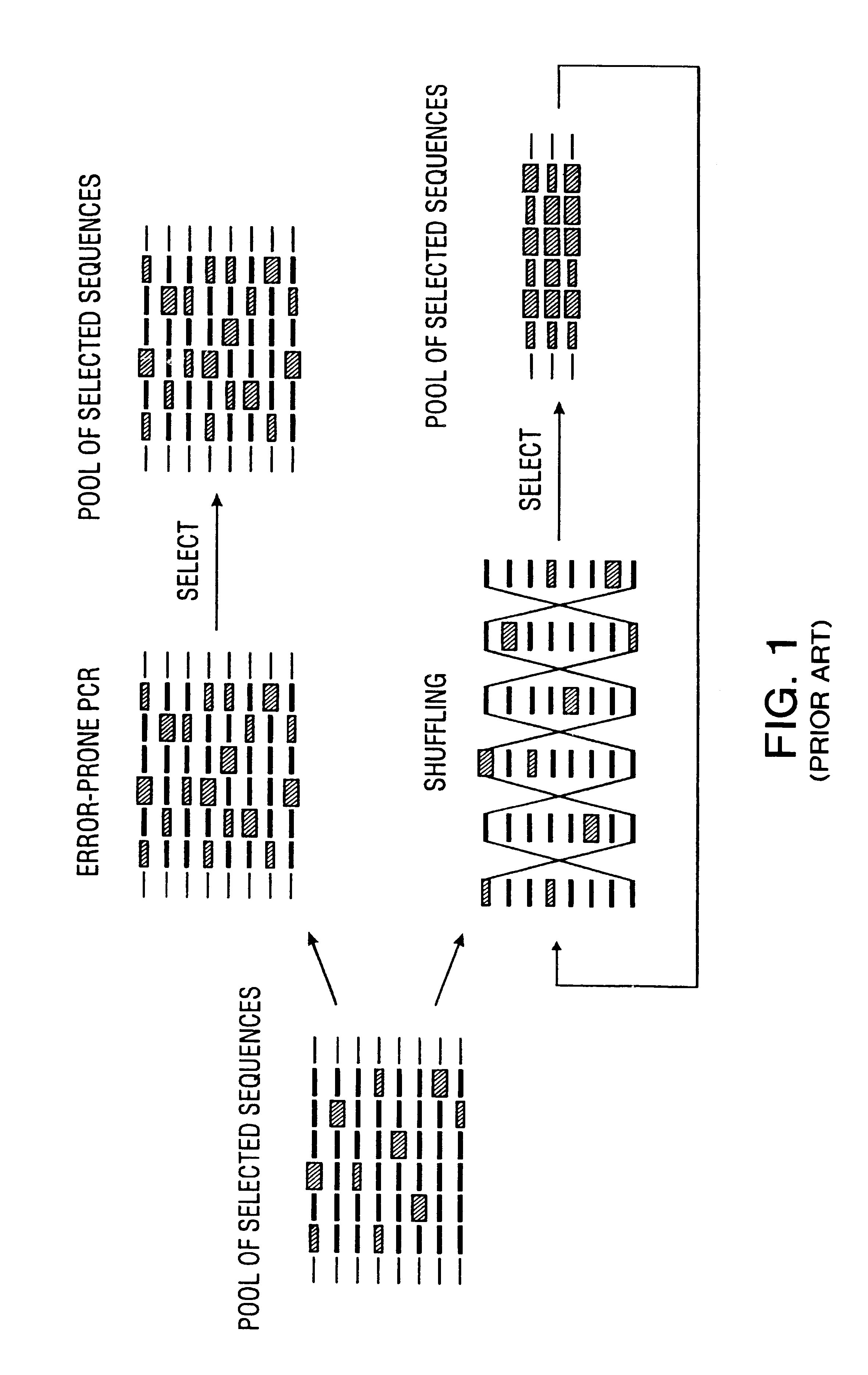 Method of DNA shuffling with polynucleotides produced by blocking or interrupting a synthesis or amplification process