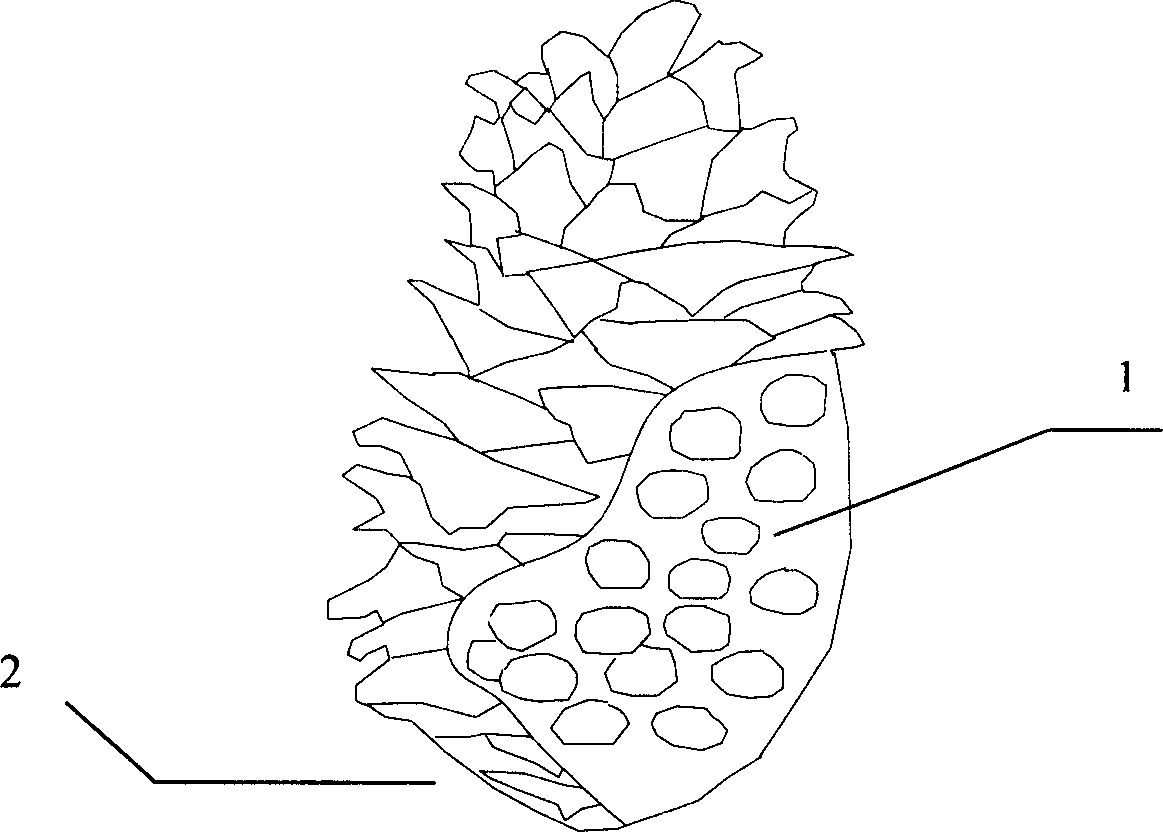 Pinecone food and its making method