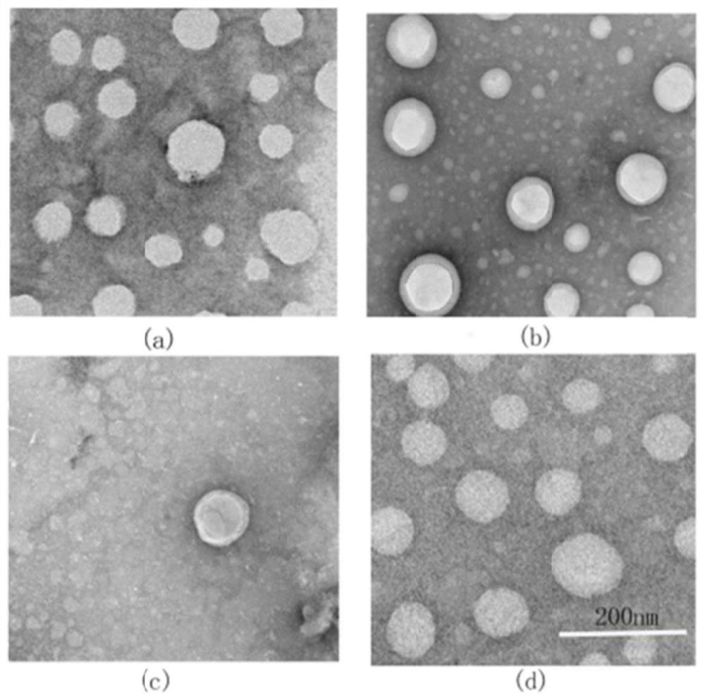 A preparation method and preparation of an exosome biomimetic preparation that synergistically promotes wound healing