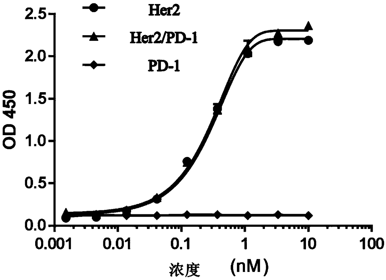 Anti-Her2/PD-1 bispecific antibody and preparation method thereof