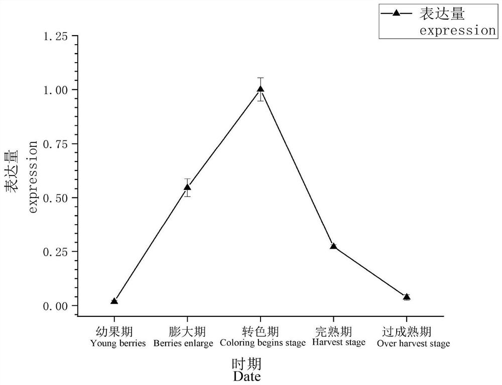 Yinhong vitis vinifera phosphoenolpyruvate carboxykinase PEPCK gene as well as amplification primer and application thereof
