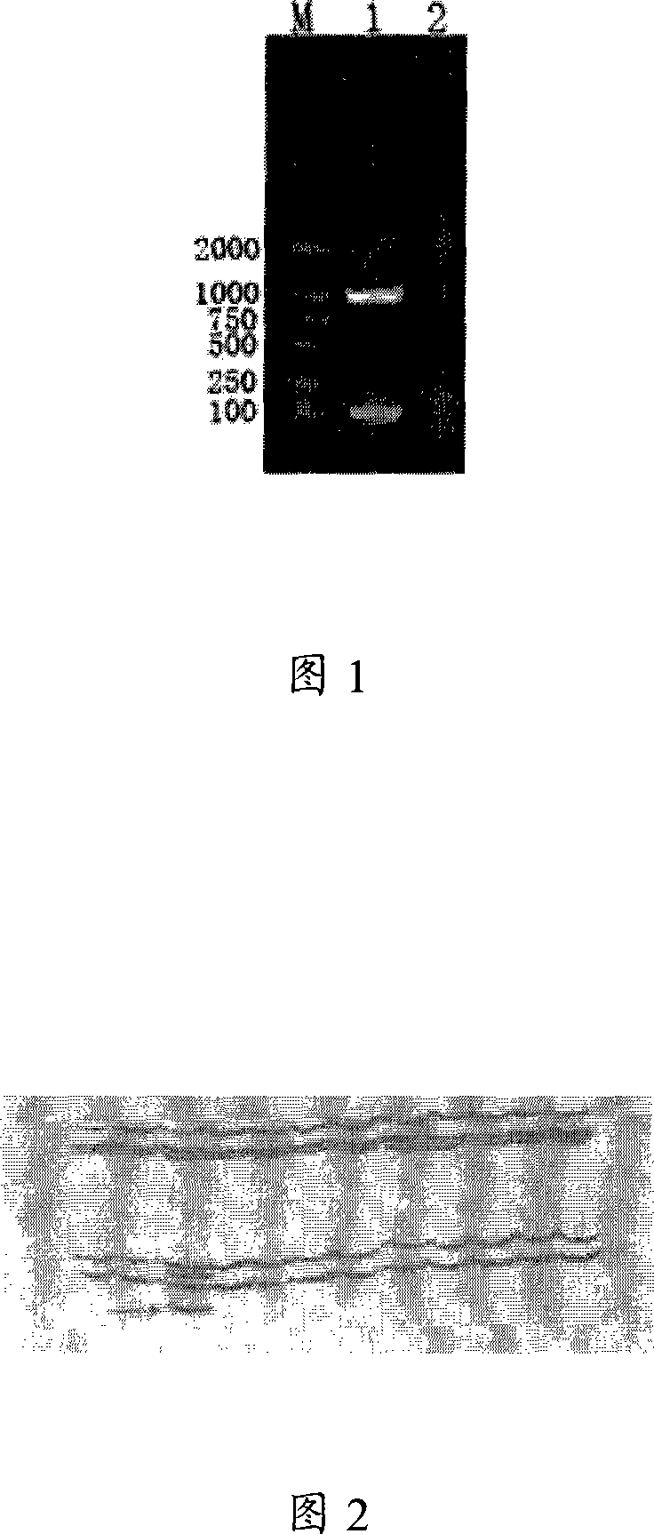 Multiple PCR reagent kit detecting breast cancer susceptibility gene mutation and preparation method thereof