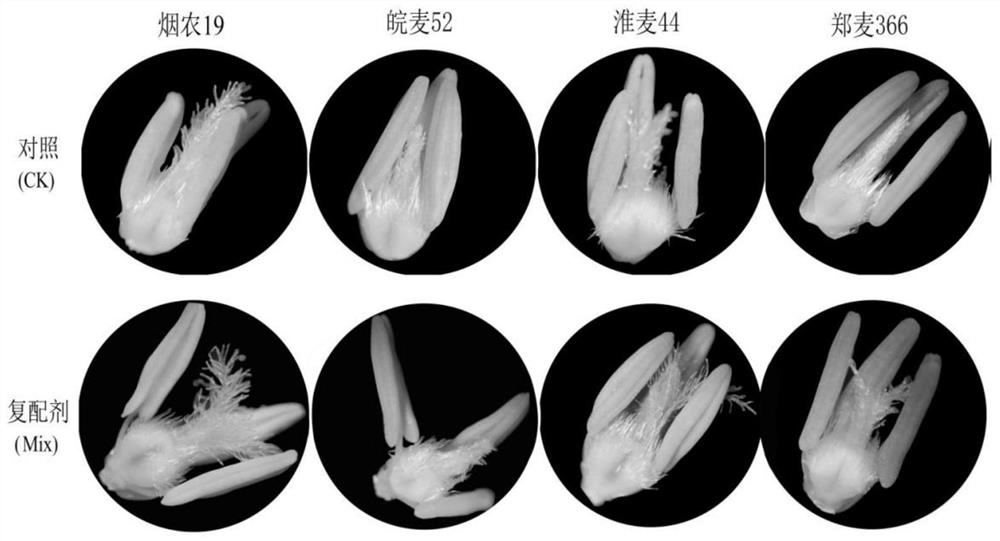 Compound agent for improving cold resistance of wheat in spring, application method and application of compound agent