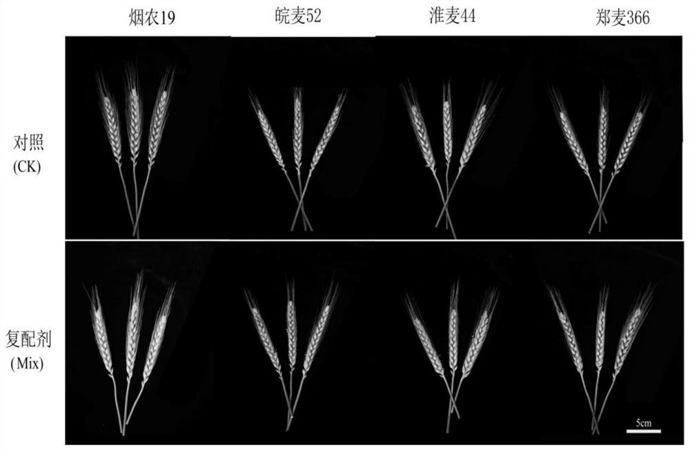 Compound agent for improving cold resistance of wheat in spring, application method and application of compound agent