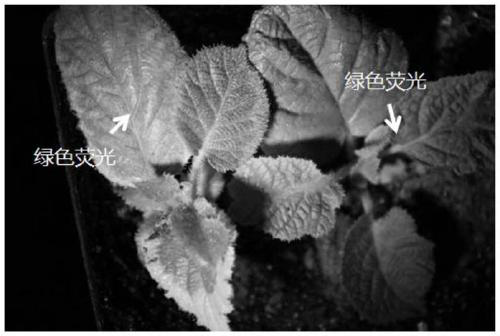 Culture medium and genetic transformation method of Hongyang kiwi fruits