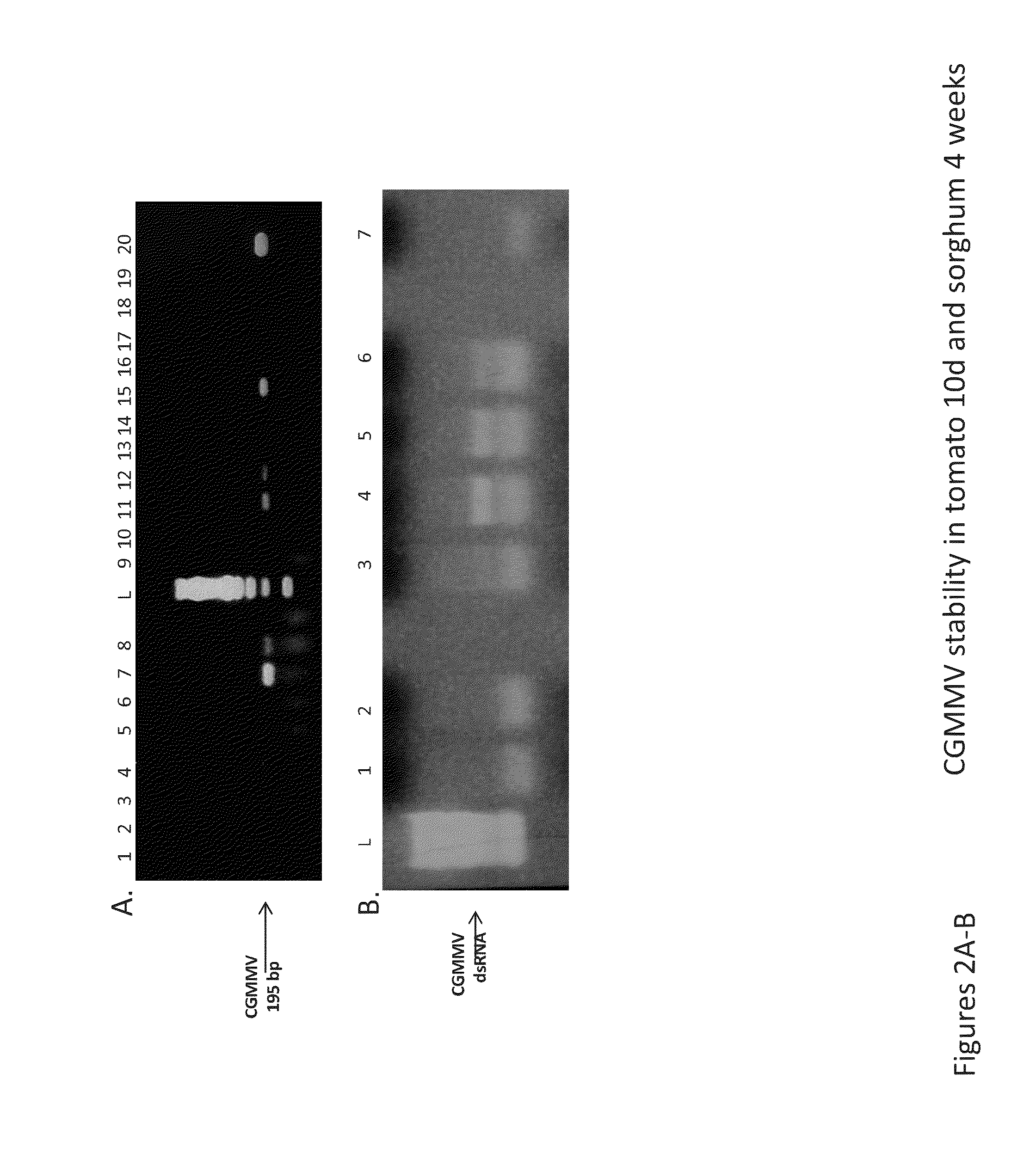 Compositions and methods for silencing gene expression