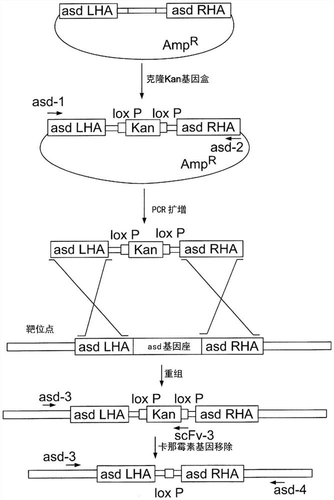 Engineered immunostimulatory bacterial strains and uses thereof