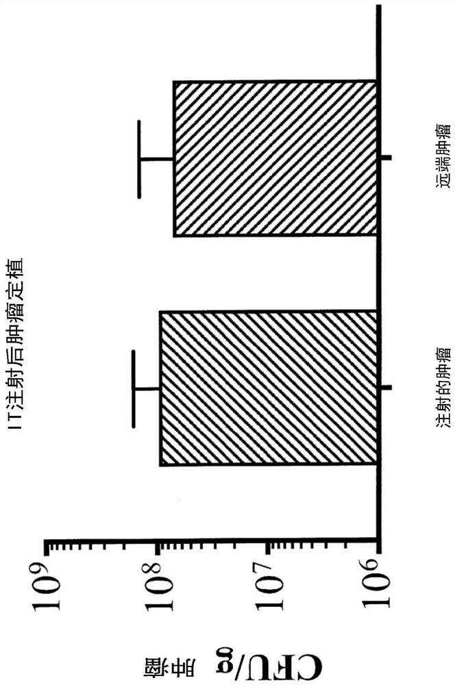 Engineered immunostimulatory bacterial strains and uses thereof