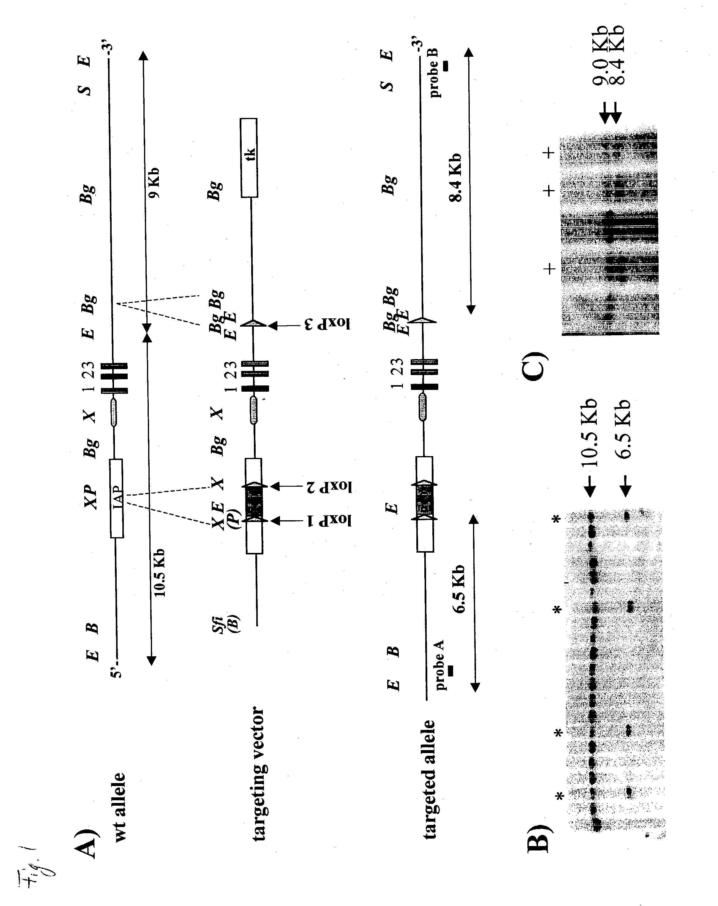 Non-human mammal with disrupted or modified MIF gene, and uses thereof