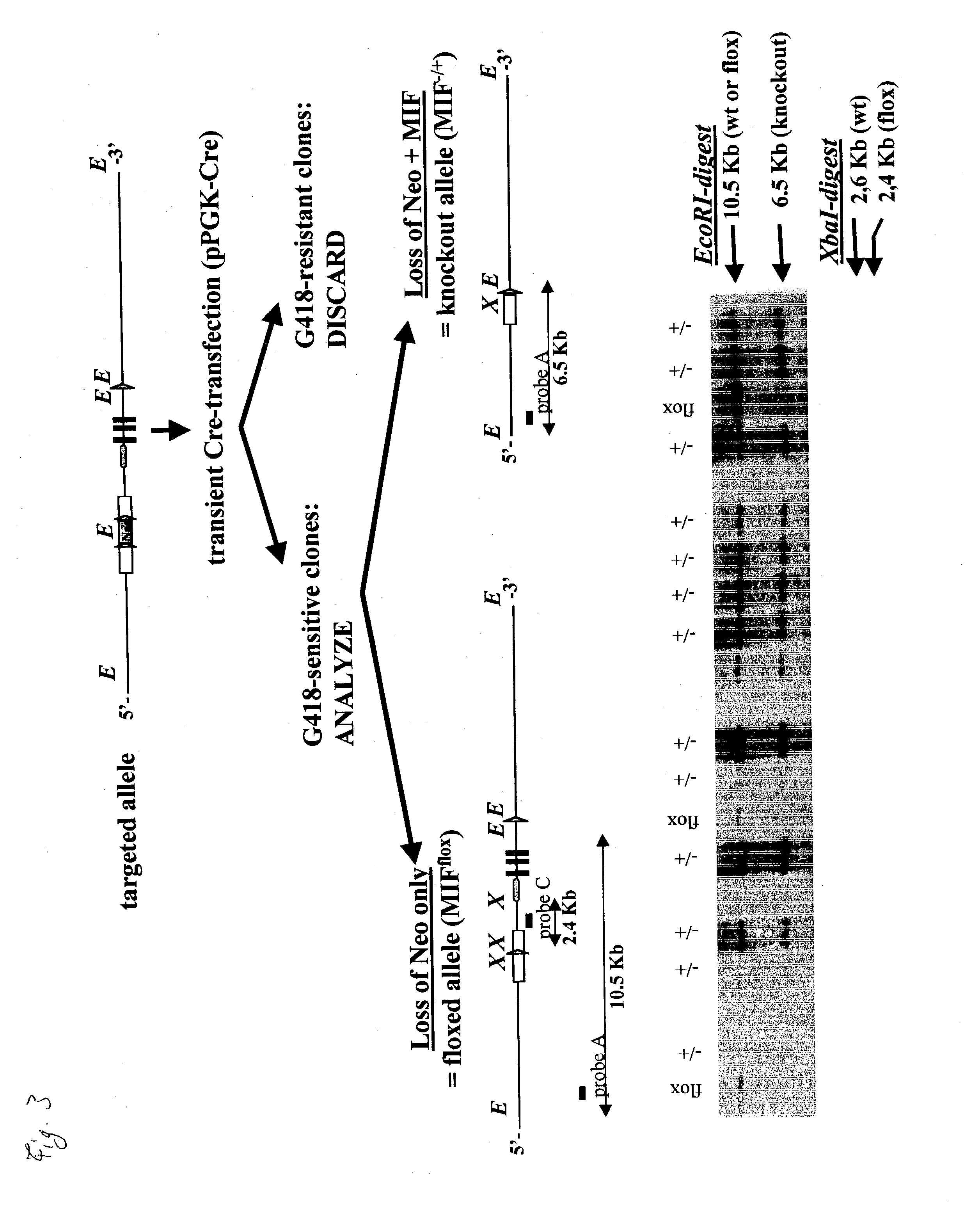 Non-human mammal with disrupted or modified MIF gene, and uses thereof