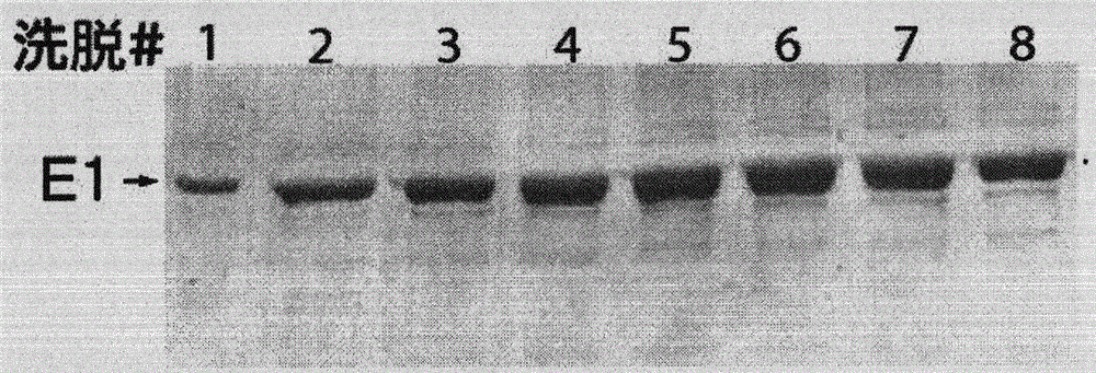 Screening method for compounds for preventing and treating human papillomavirus infection-like diseases