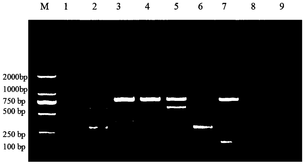 Multiple RT-PCR quick detection kit for five porcine enteroviruses and application thereof