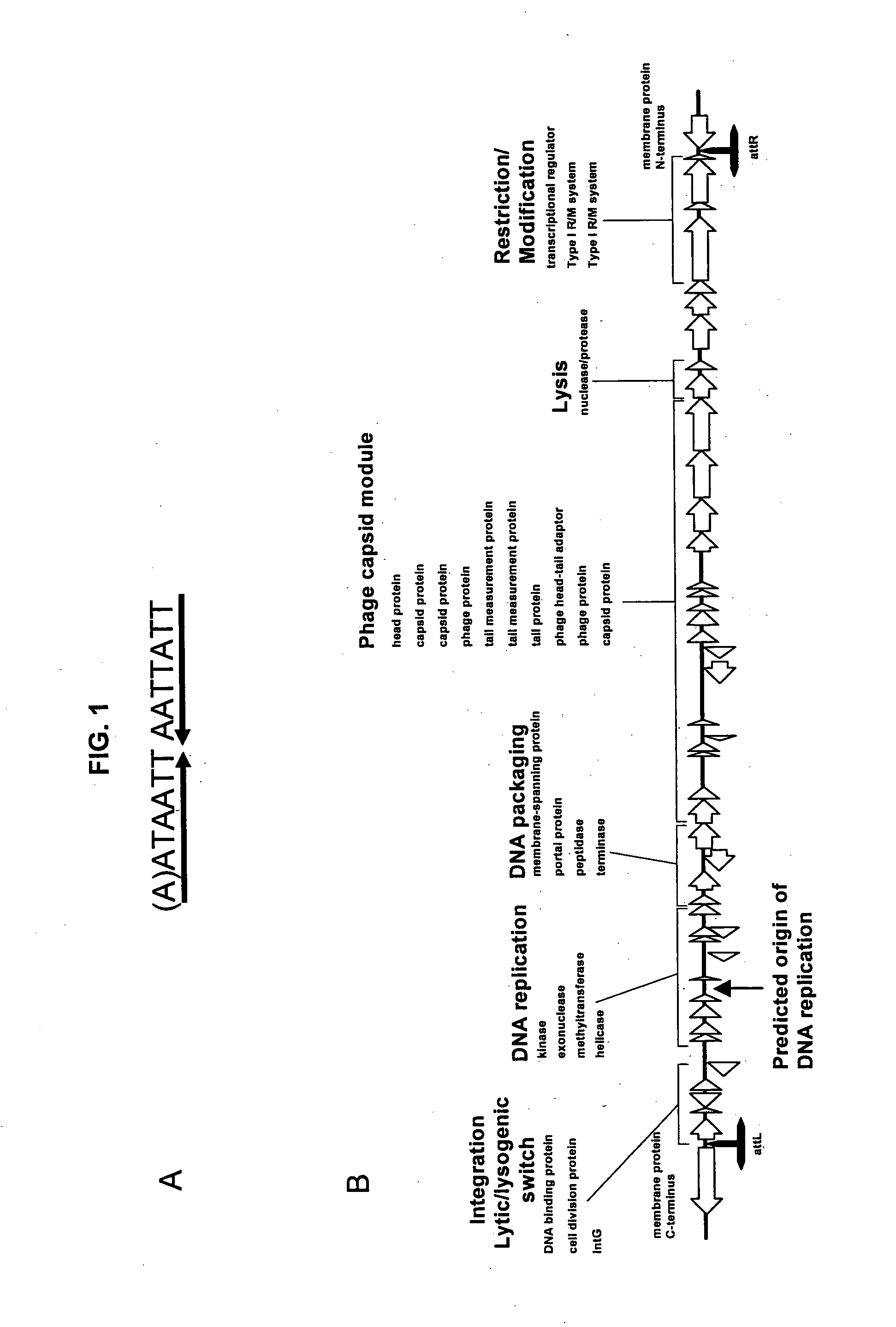 Phage ømru polynucleotides and polypeptides and uses thereof