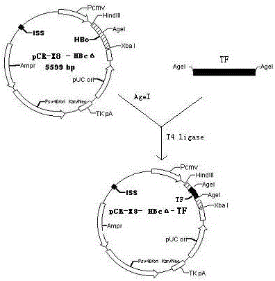 Tumor nucleic acid vaccine based on tissue factor, preparation method and application thereof