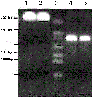 Tumor nucleic acid vaccine based on tissue factor, preparation method and application thereof