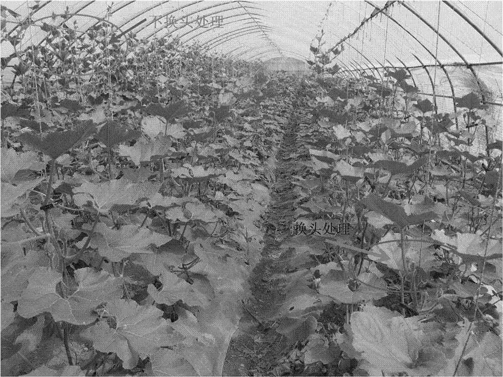 Simplified cultivation method of wax gourd on plastic scaffolding by head changing