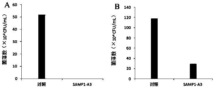 Novel broad-spectrum antibacterial peptide SAMP1-A3 and preparation method thereof