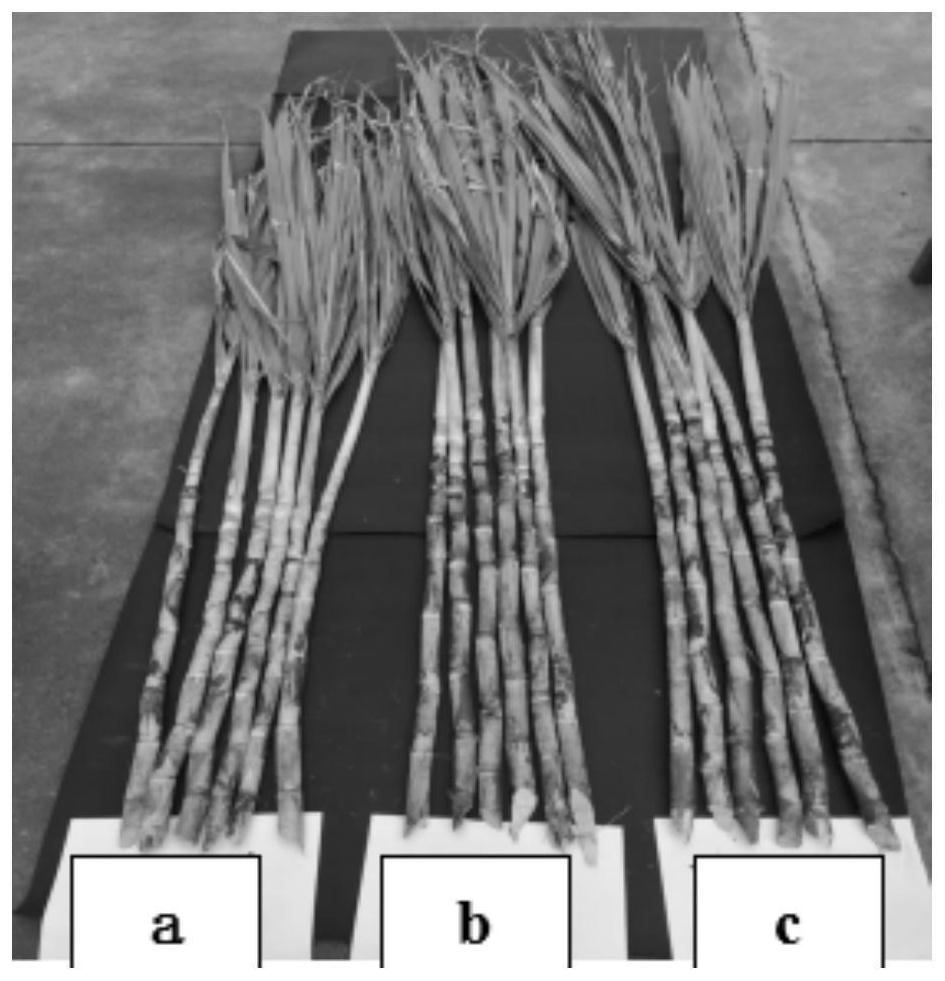 Cultivation method for improving drought resistance of sugarcane