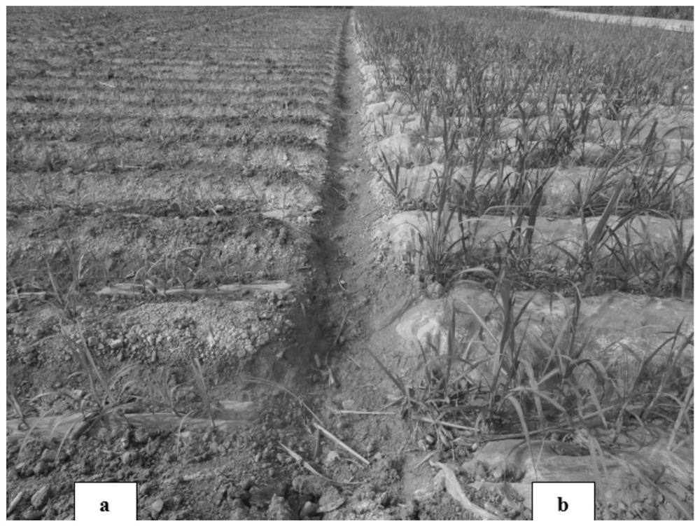 Cultivation method for improving drought resistance of sugarcane