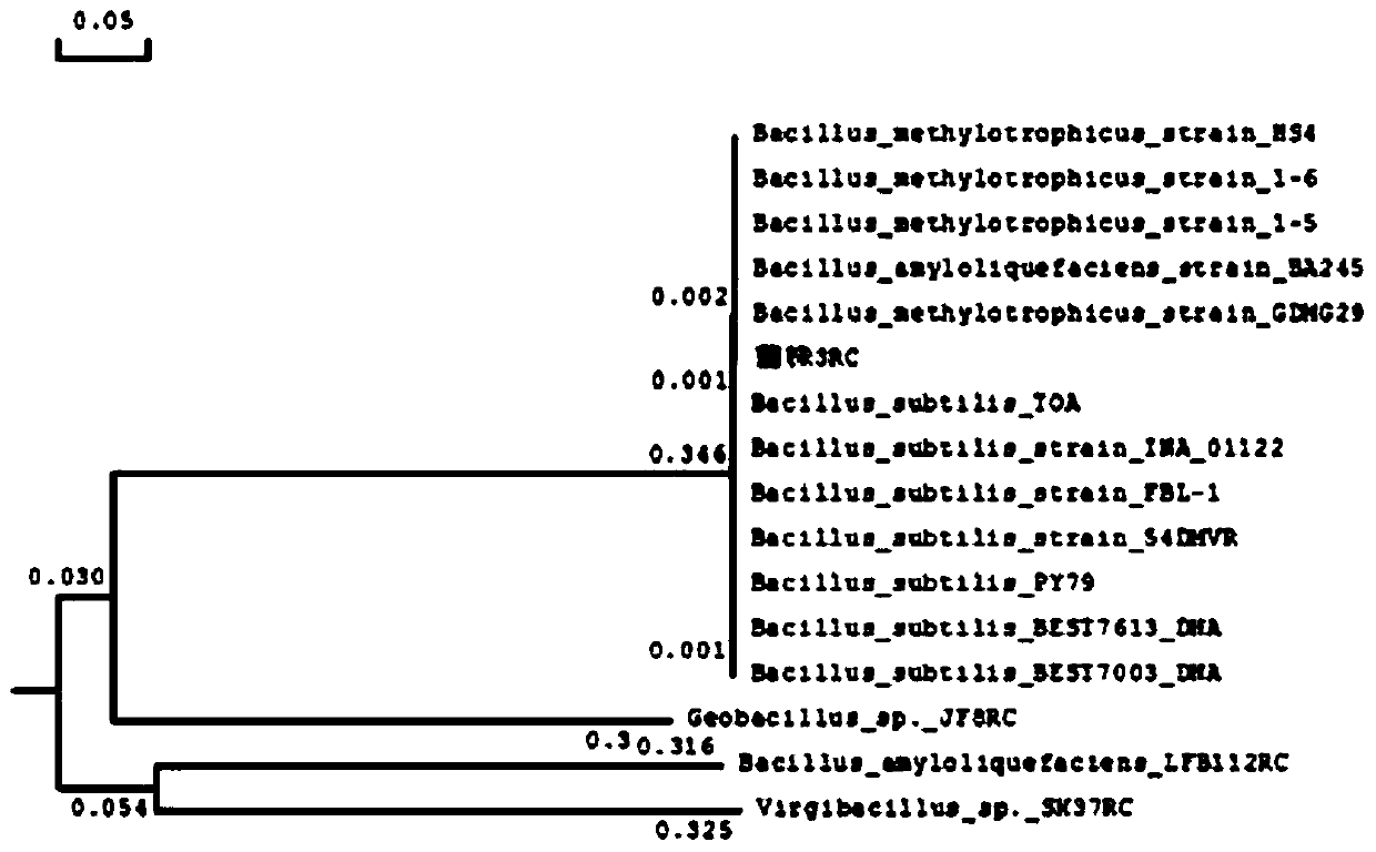 A kind of methylotrophic bacillus, bacterial agent, preparation method of bacterial agent and application of bacterial agent