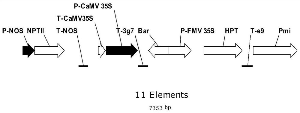 A transgenic rapeseed sd-rapeseed that aggregates commonly used screening targets and its application