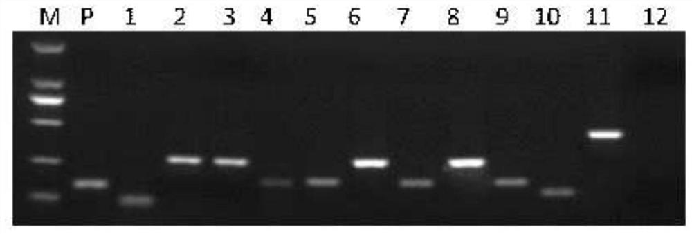 A transgenic rapeseed sd-rapeseed that aggregates commonly used screening targets and its application