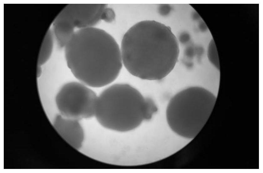 A kind of temperature-controlled drug delivery microbubble patch and preparation method thereof