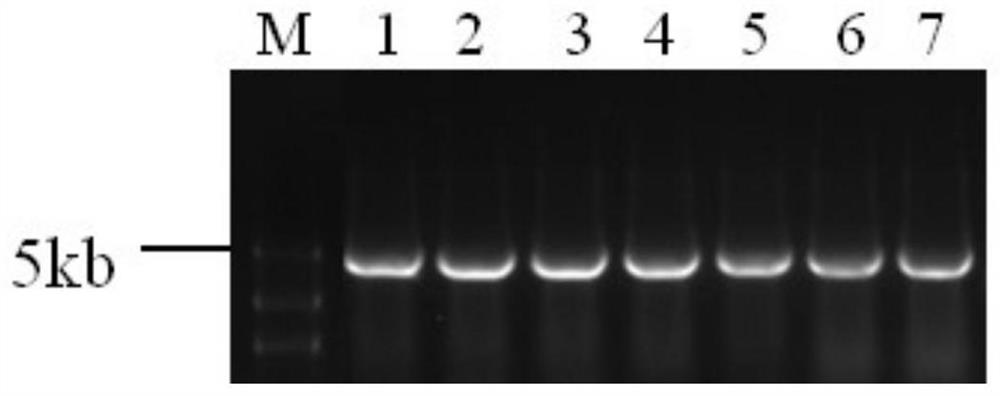 A plant genetic transformation screening vector and its application