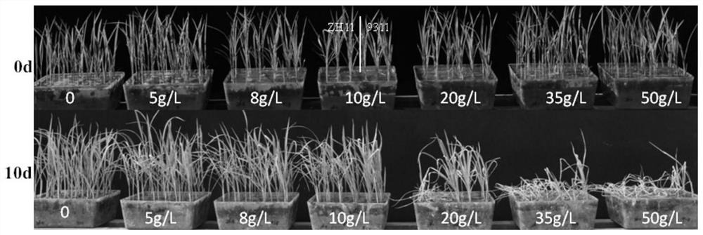 A plant genetic transformation screening vector and its application