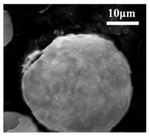 Hydrogel immobilized microorganism preservation method