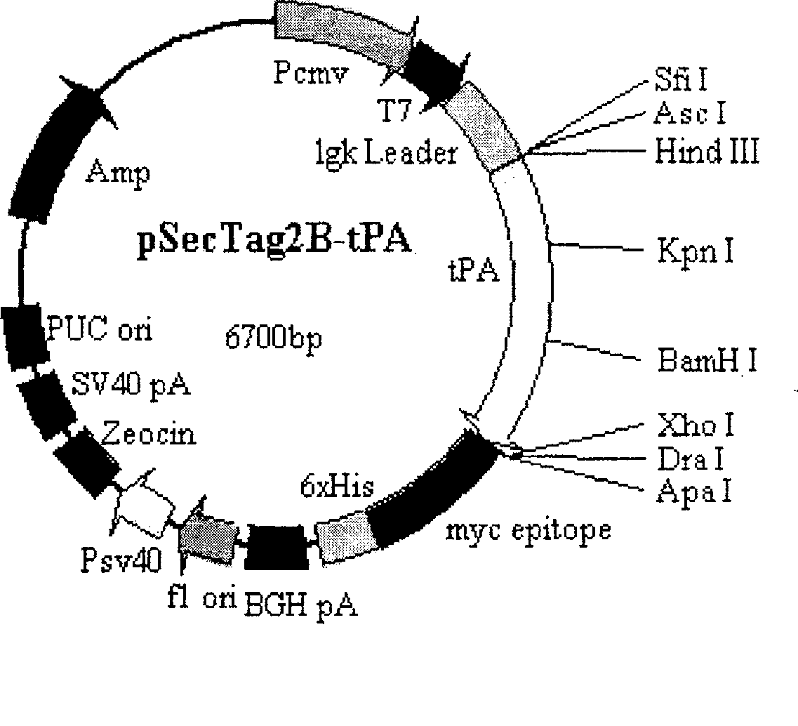 TPA gene thread and its preparation method