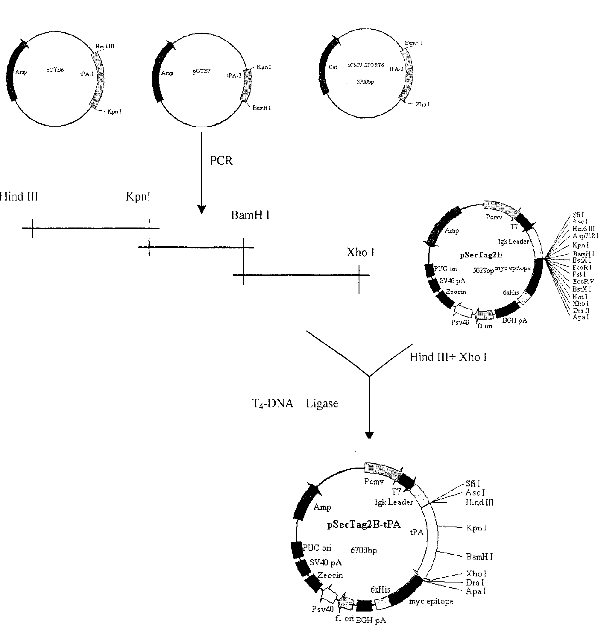 TPA gene thread and its preparation method