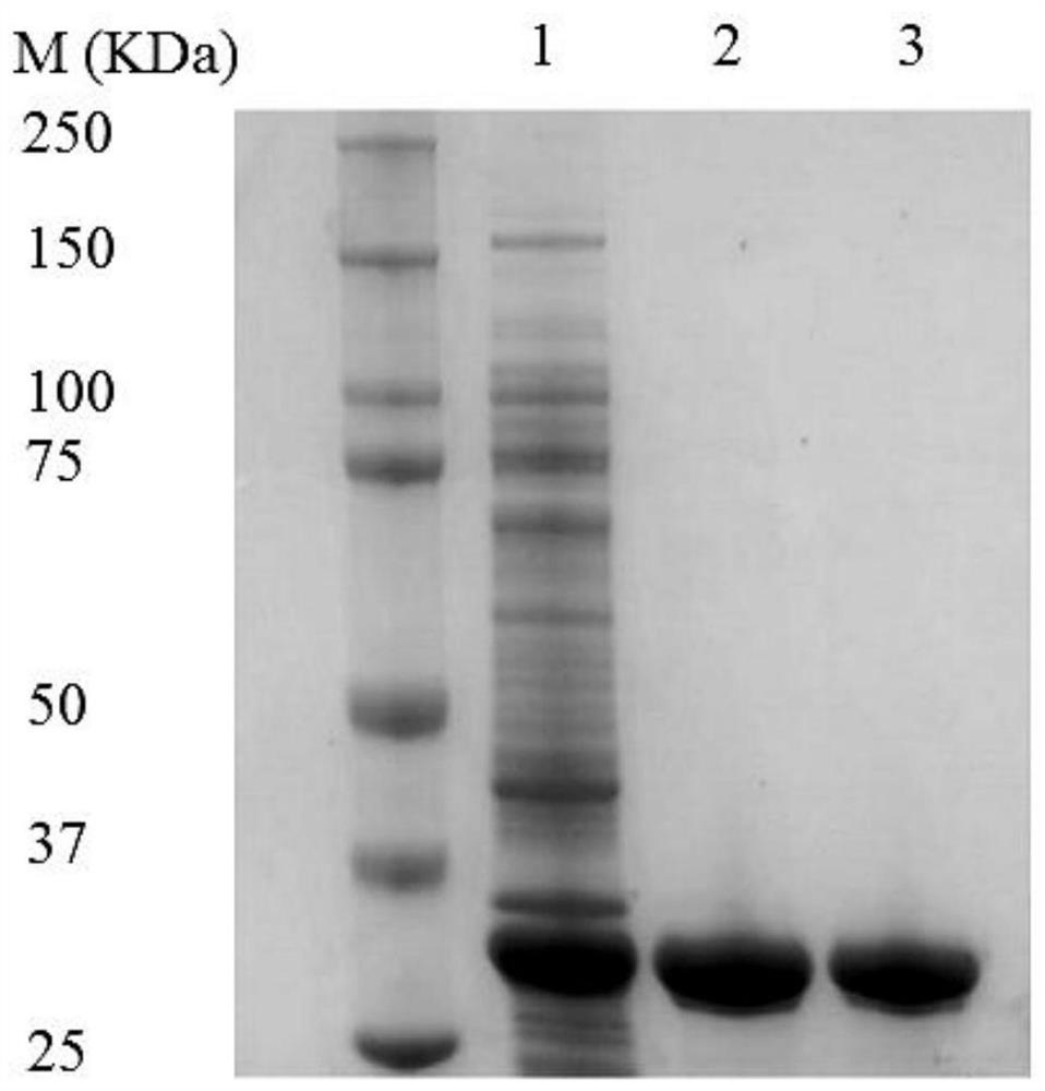 A kind of zearalenone degrading enzyme and its coding gene and application