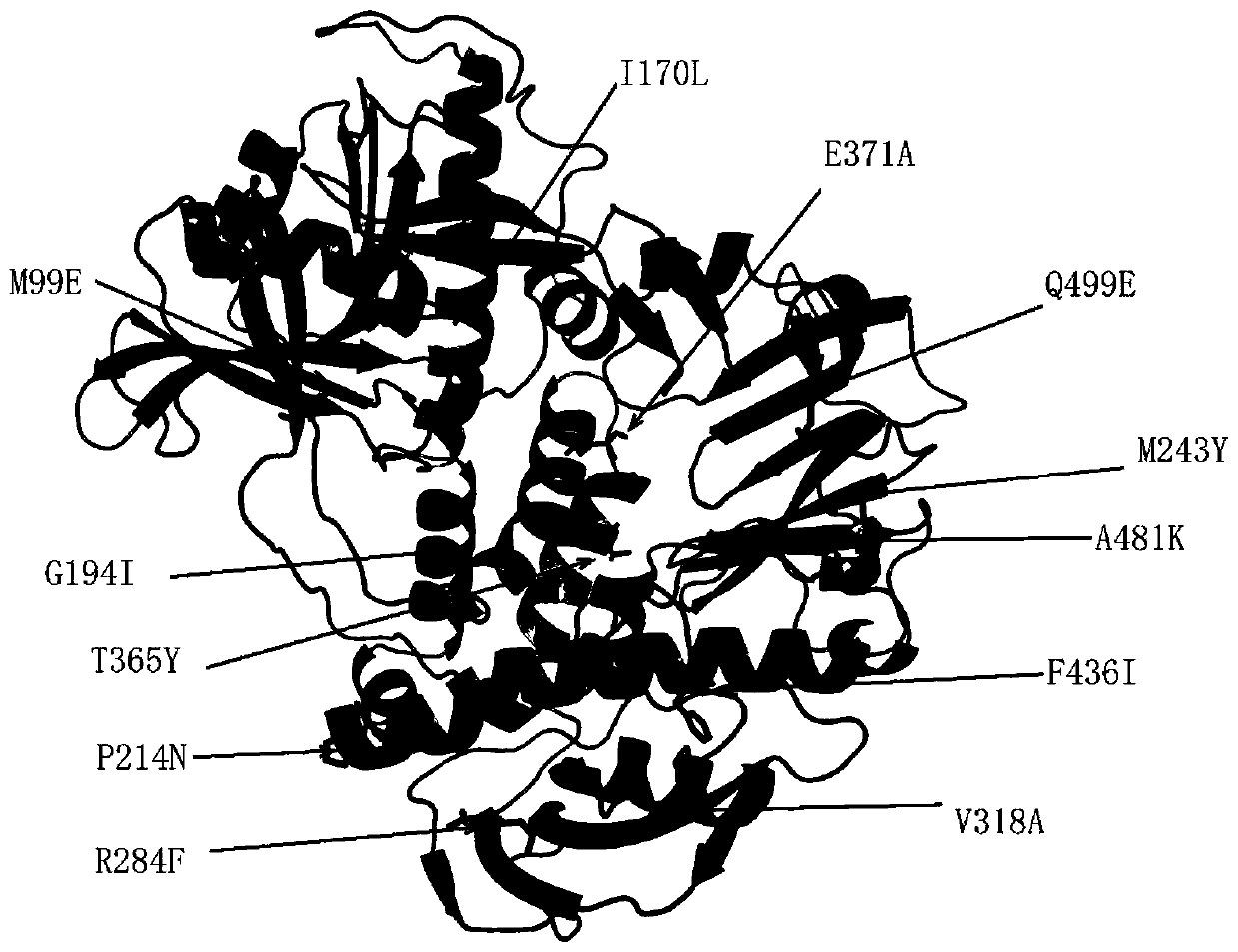 DNA polymerase mutant with improved thermal stability, and construction method and application thereof