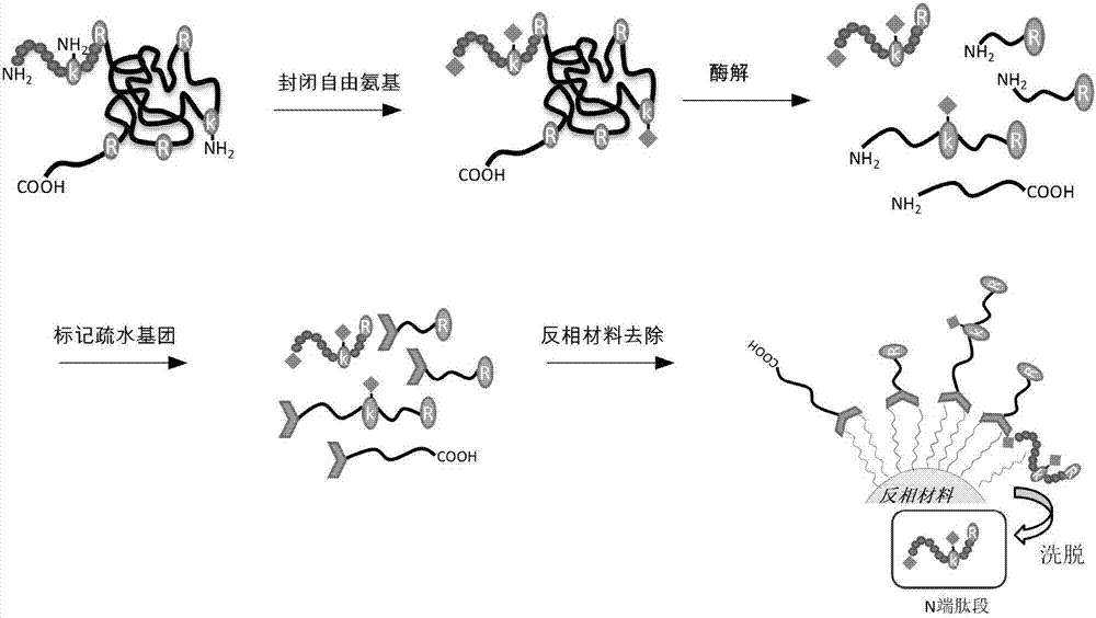 Hydrophobic group modification-based protein N-terminal enrichment method