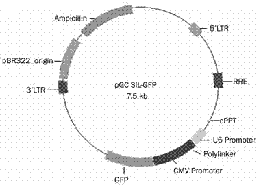 Recombinant lentiviral vector aiming at hNINL gene RNA (Ribonucleic Acid) interference and preparation thereof
