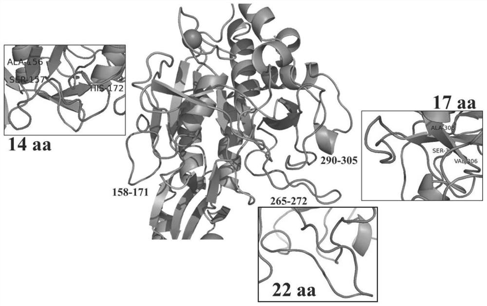 Keratinase mutant with improved thermal stability and application