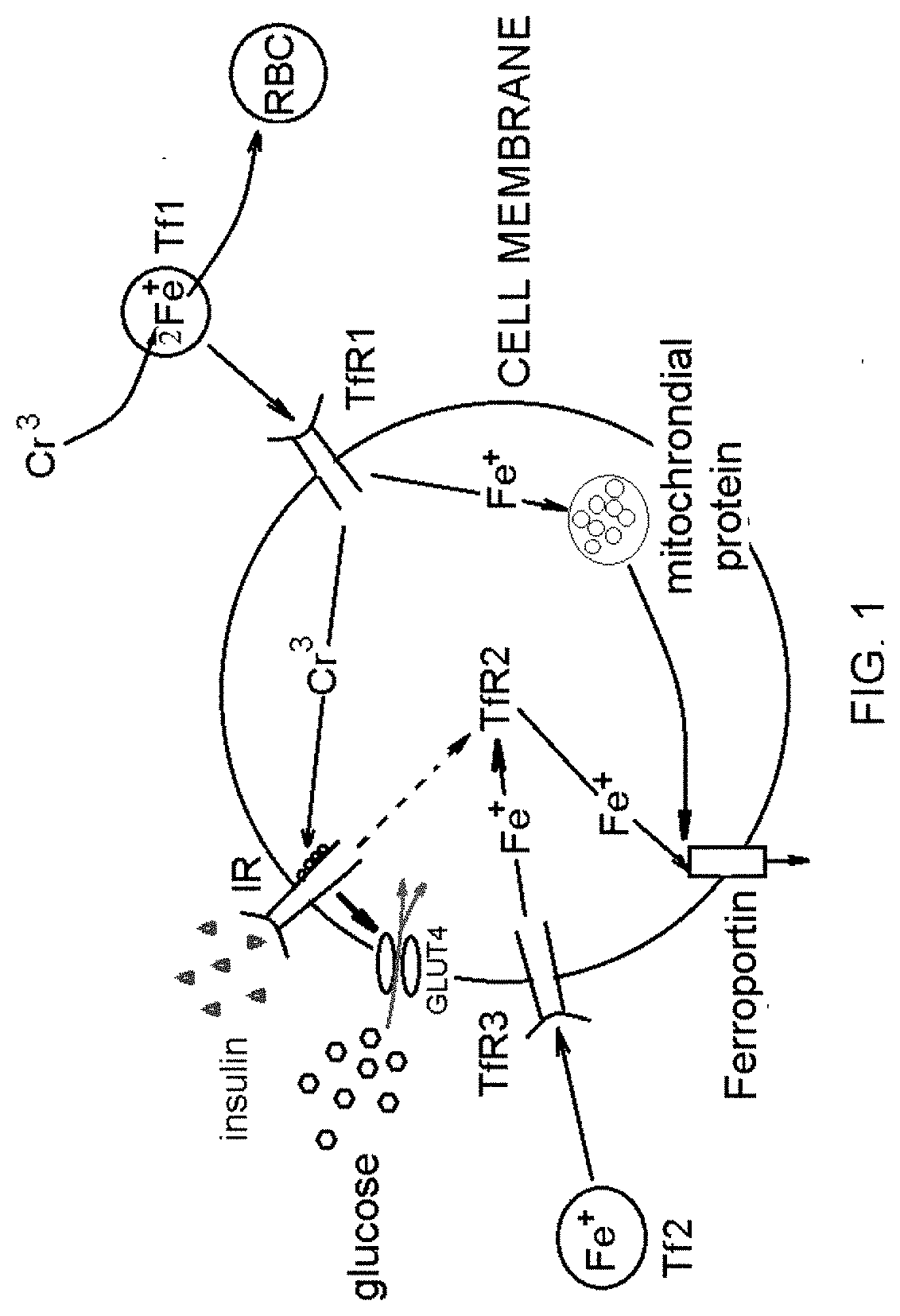 Compositions and methods for intracellular iron displacement proteins