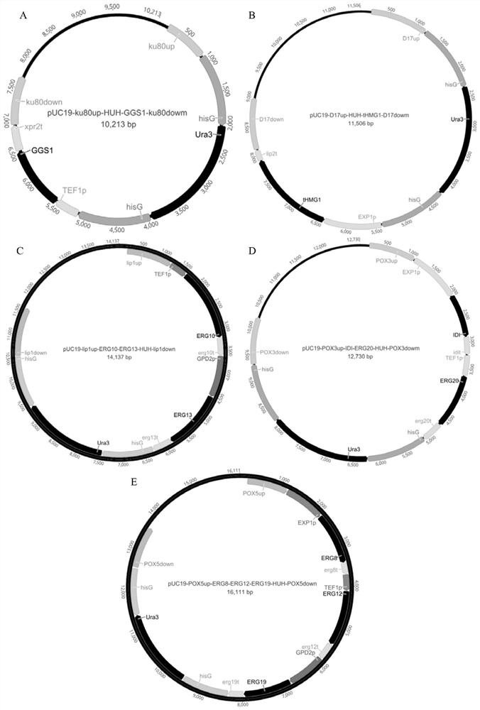 A kind of high-yield β-ionone genetically engineered bacteria and its construction method and application