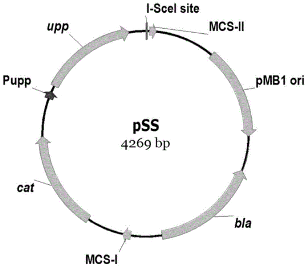 Bacillus subtilis-coded PRPP (Phosphoribosyl Pyrophosphate) transamidase mutant gene pruF and application thereof