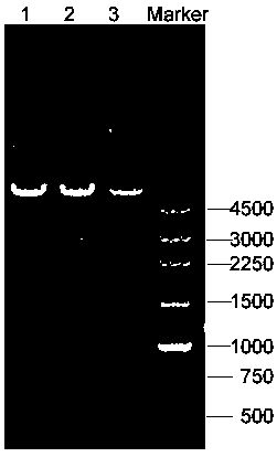 A coding gene of swainsonine degrading enzyme and its application