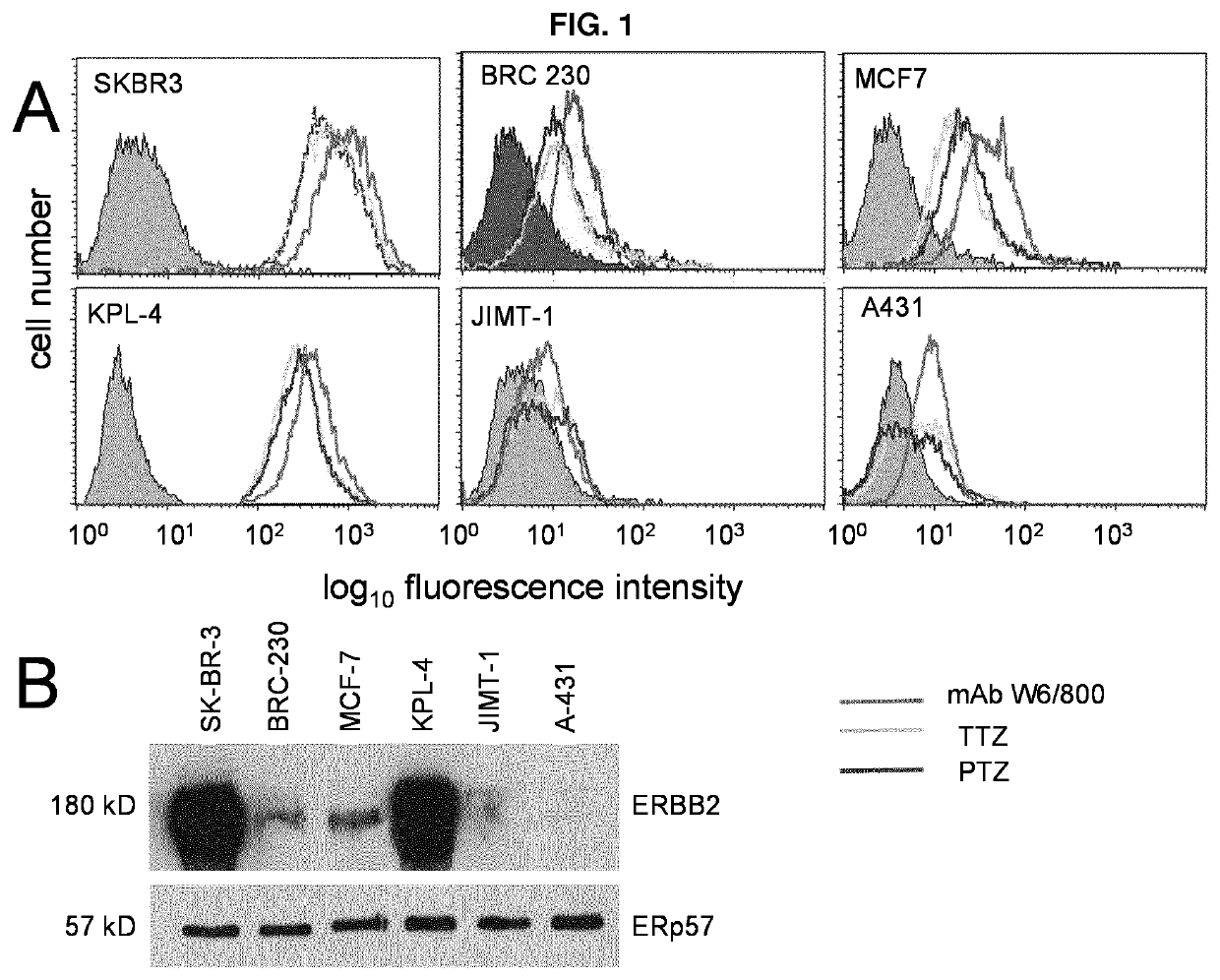 ERBB2-targeting antibody