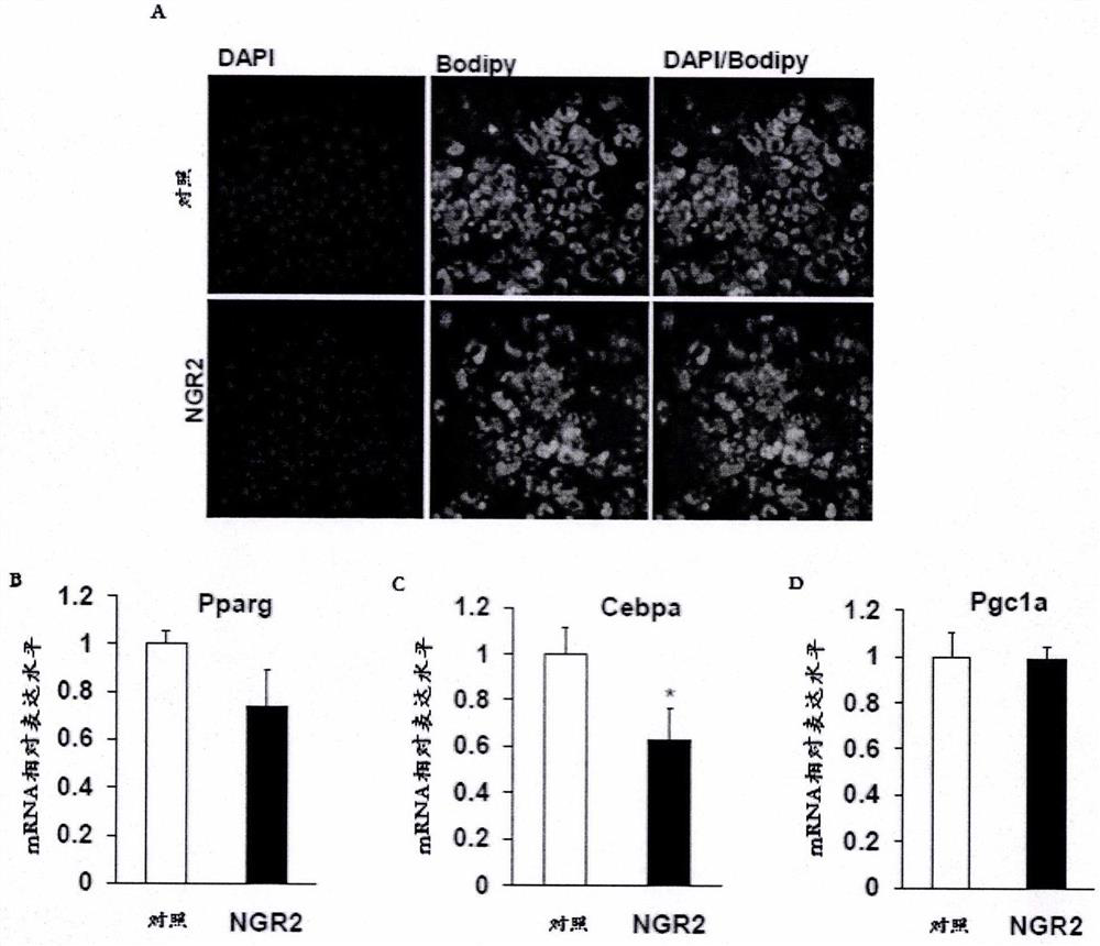 Novel medical applications of notoginsenoside R2